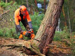 Reliable Elmwood, LA Tree Services Solutions